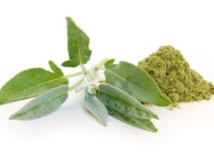 Fresh and rubbed sage on white